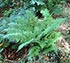 Dryopteris lacunosa thumbnail, link to D. lacunosa page