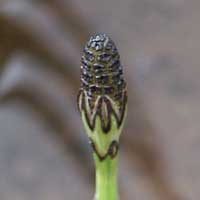Equisetum palustre, Marsh Horsetail