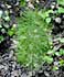Equisetum sylvaticum thumbnail, link to E. sylvaticum page