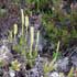 Lycopodium thumbnail, link to Lycopodium genus page