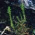 Selaginella thumbnail, link to Selaginella genus page